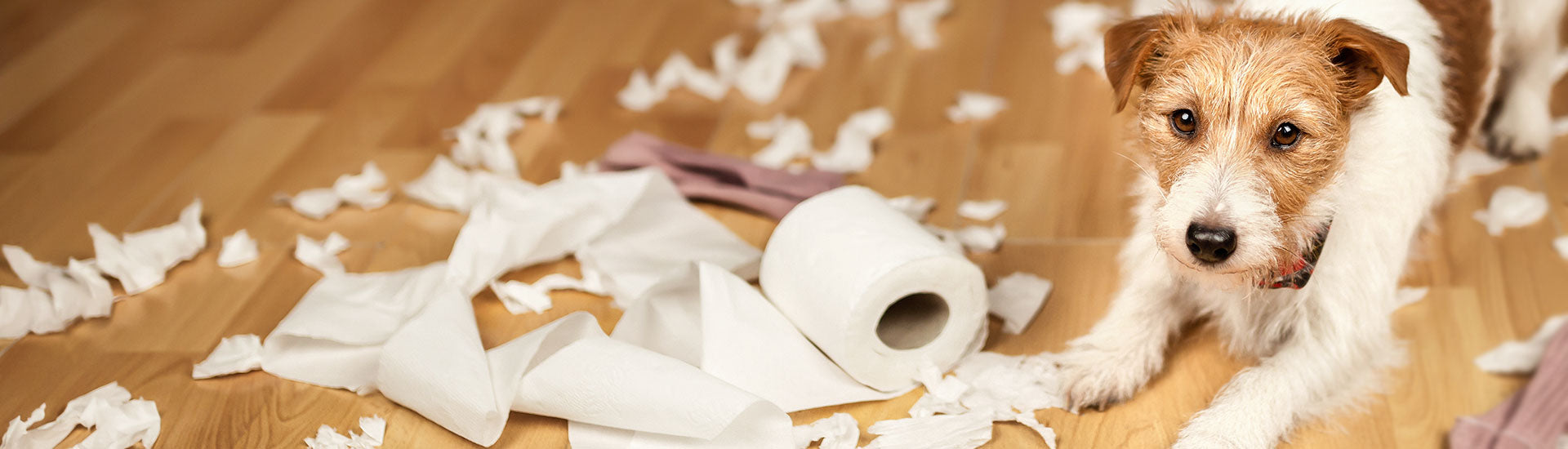 Alles, was Sie ber Bambus-Toilettenpapier wissen mssen  agood company