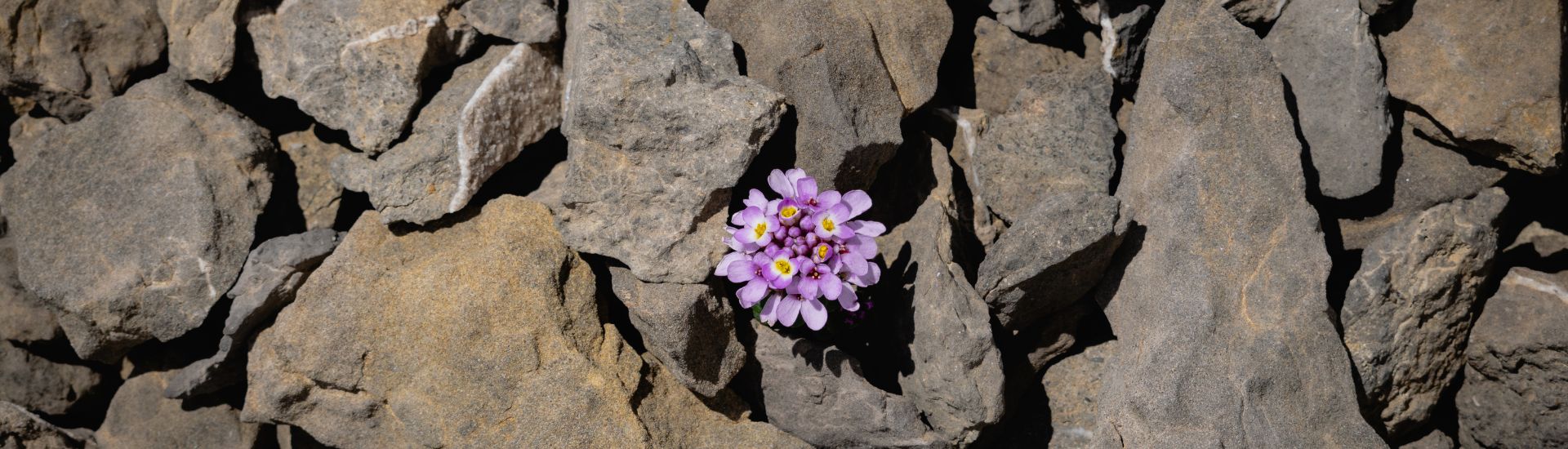 30-Day Low Waste Challenge Banner