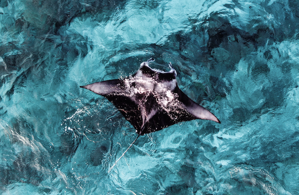 The Power of our Oceans