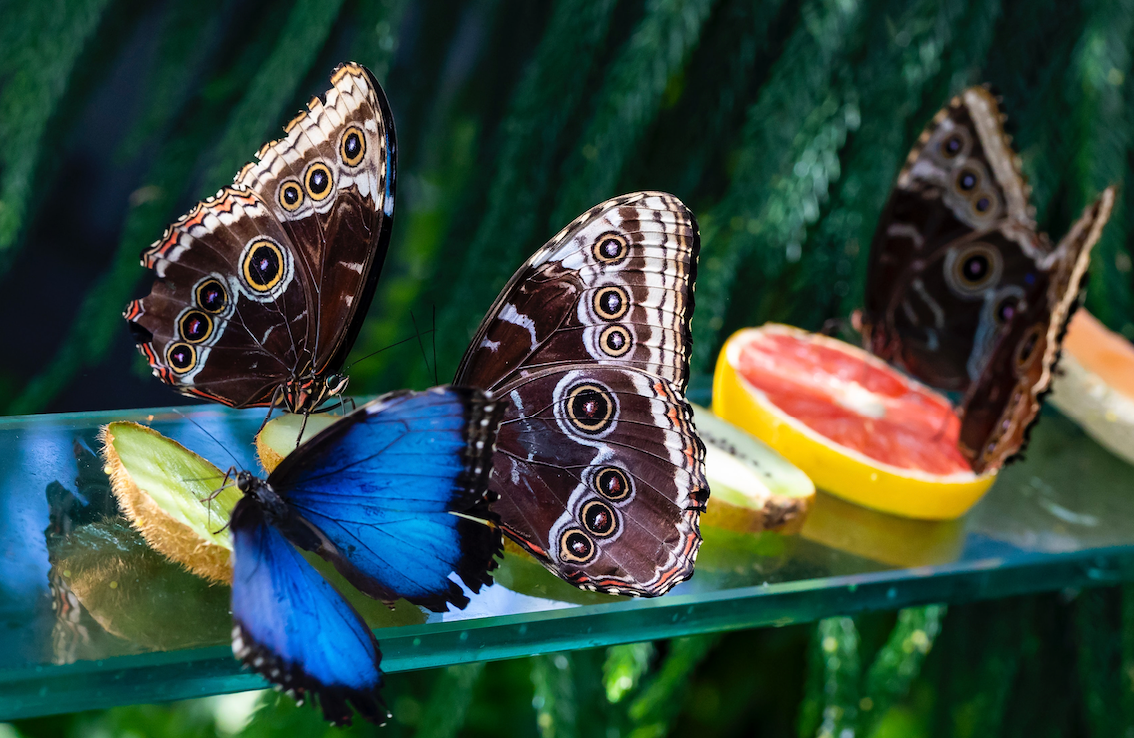 Amazing Animals We Need to Save From Extinction