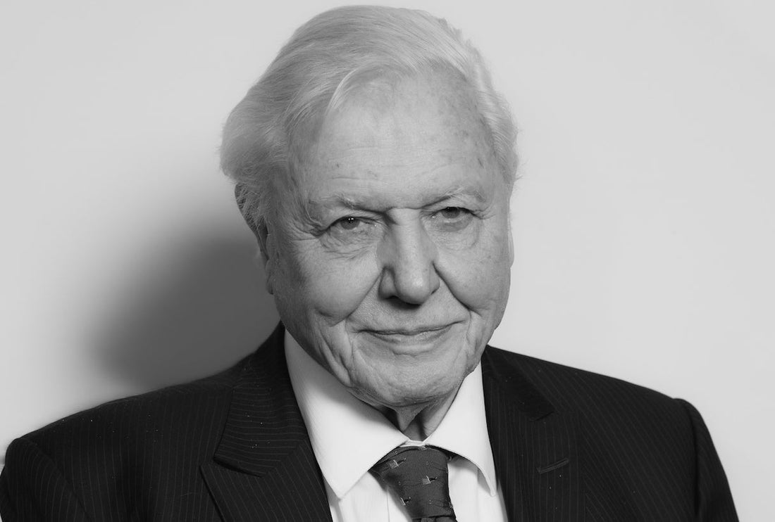 Review: Attenborough's 'A Life On Our Planet'