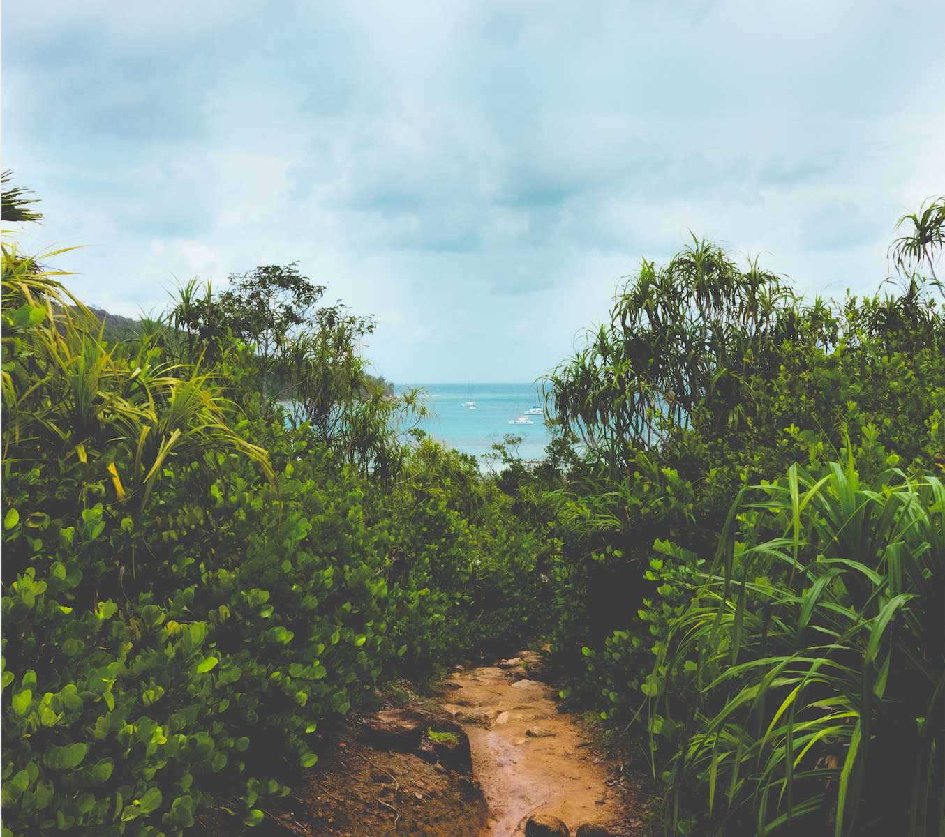 How Carbon Gets Removed From the Atmosphere