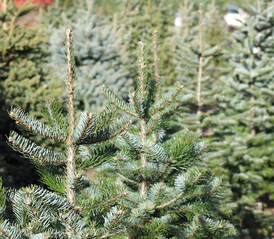 natural Christmas tree