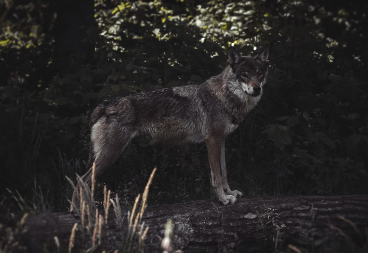 Rewilding, a Not So Wild Idea