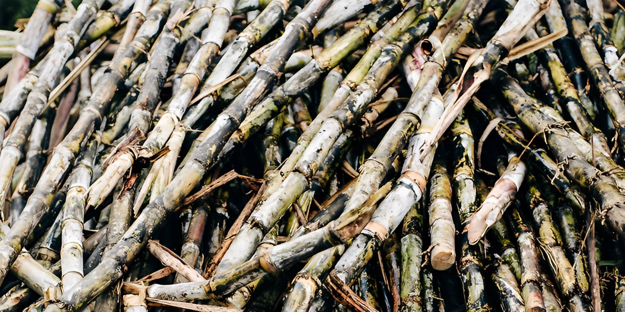 Sugarcane
