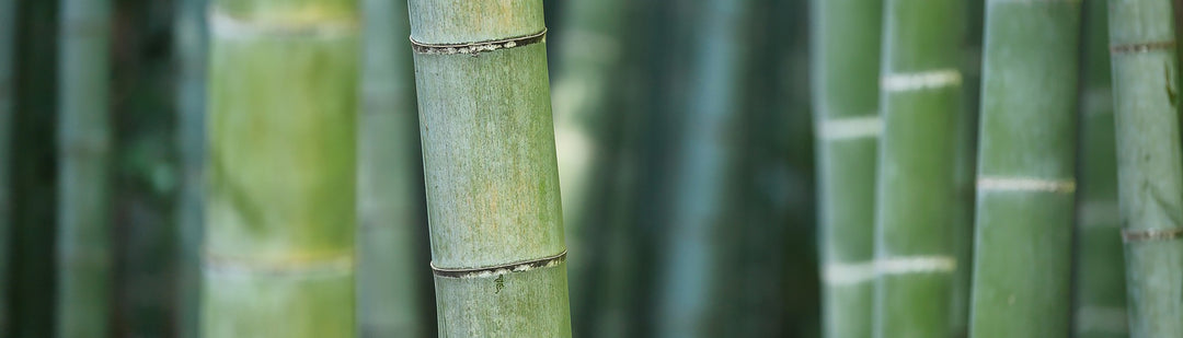Bamboo Plant Banner