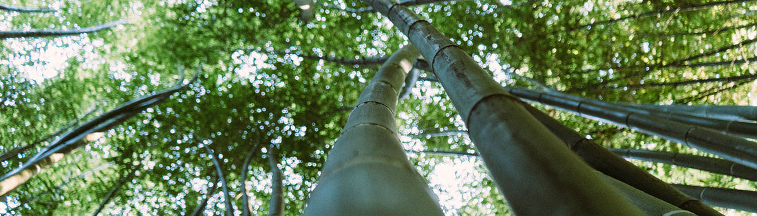 Tall Bamboo Stems