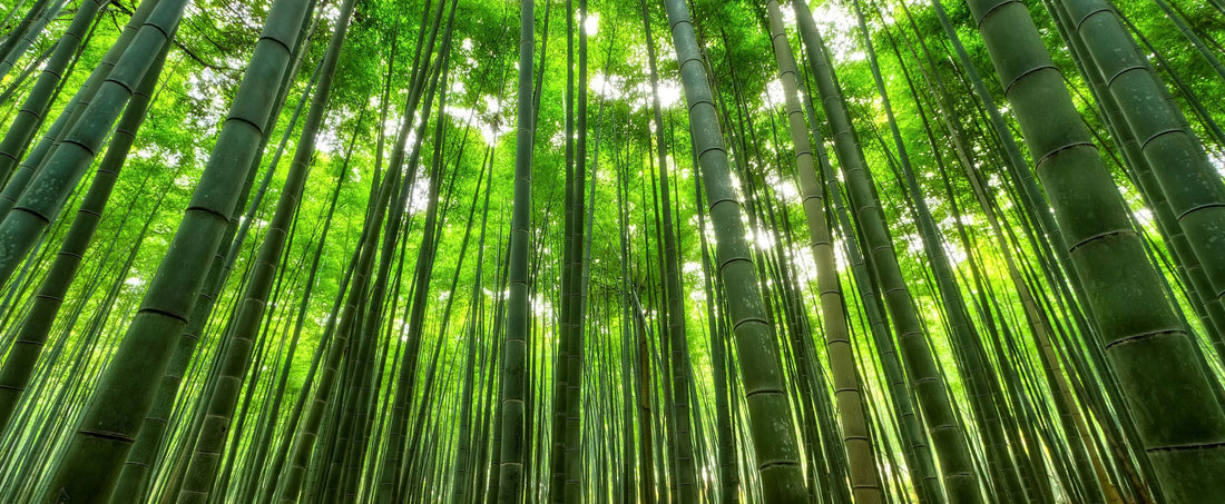 Sustainable Journey of Bamboo