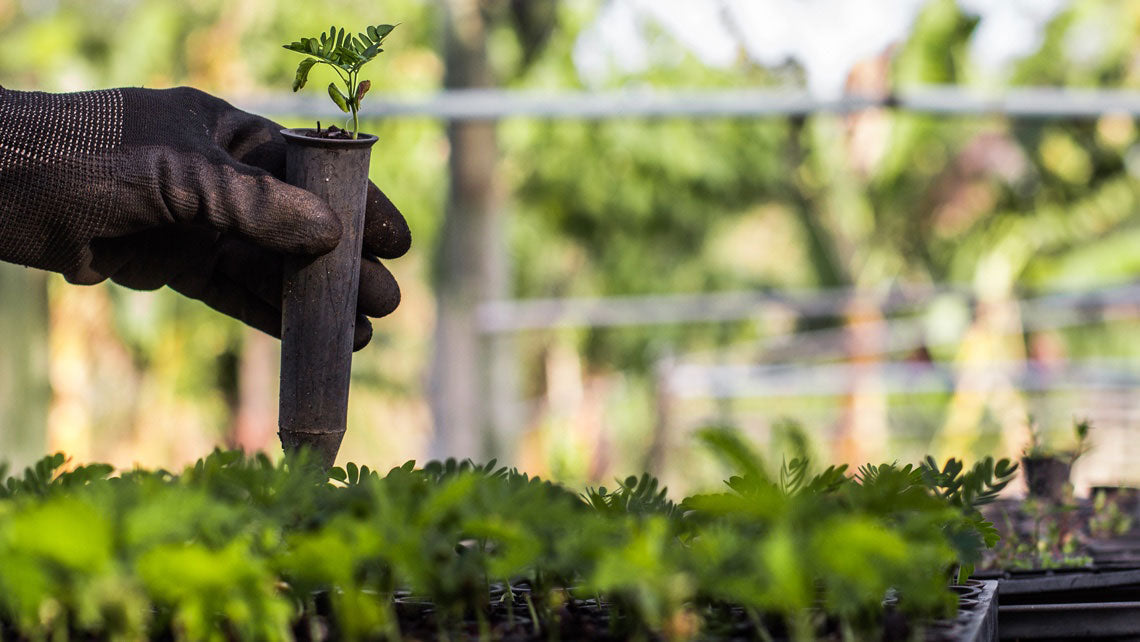 Green November Tree Tracker