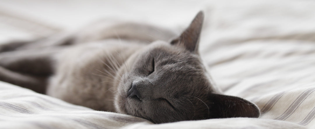 Best Eco-Friendly Cat Litters