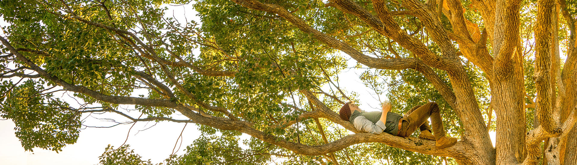 Cool Facts About Trees Banner