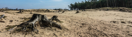 Abholzung – Ursachen, Folgen & Klimawandel