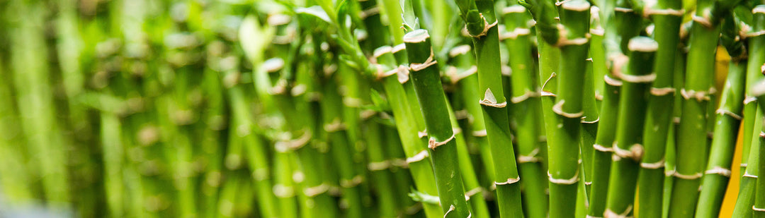 Different Types of Bamboo