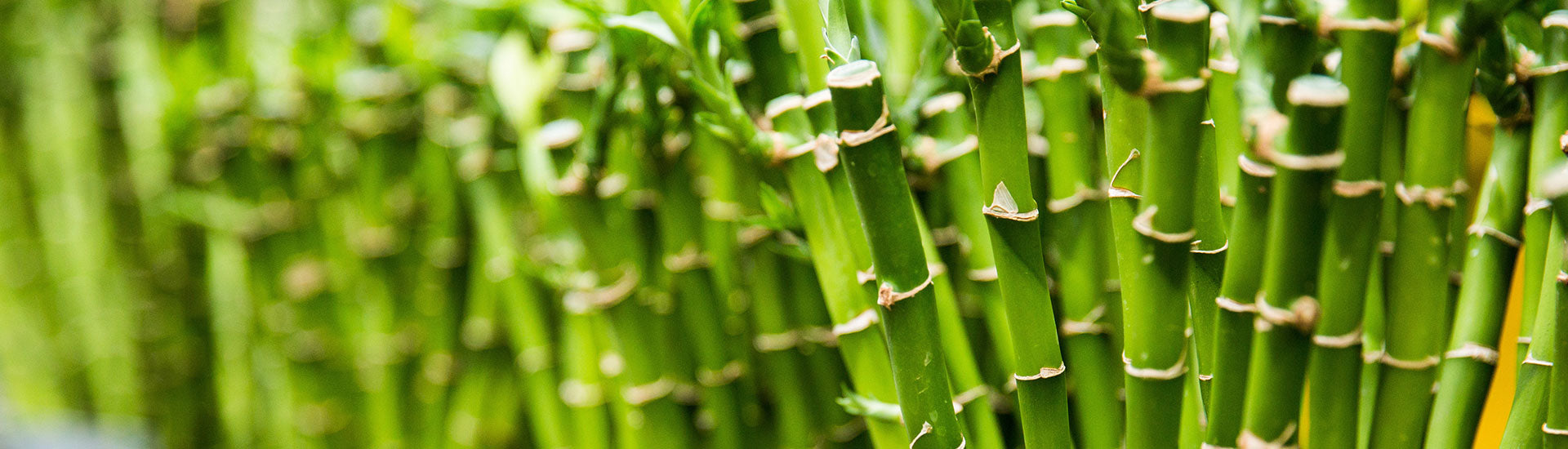 Different Types of Bamboo