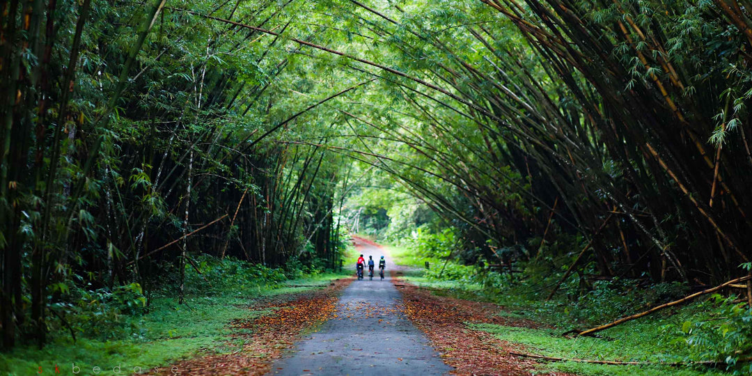 8 mind-blowing uses for Bamboo