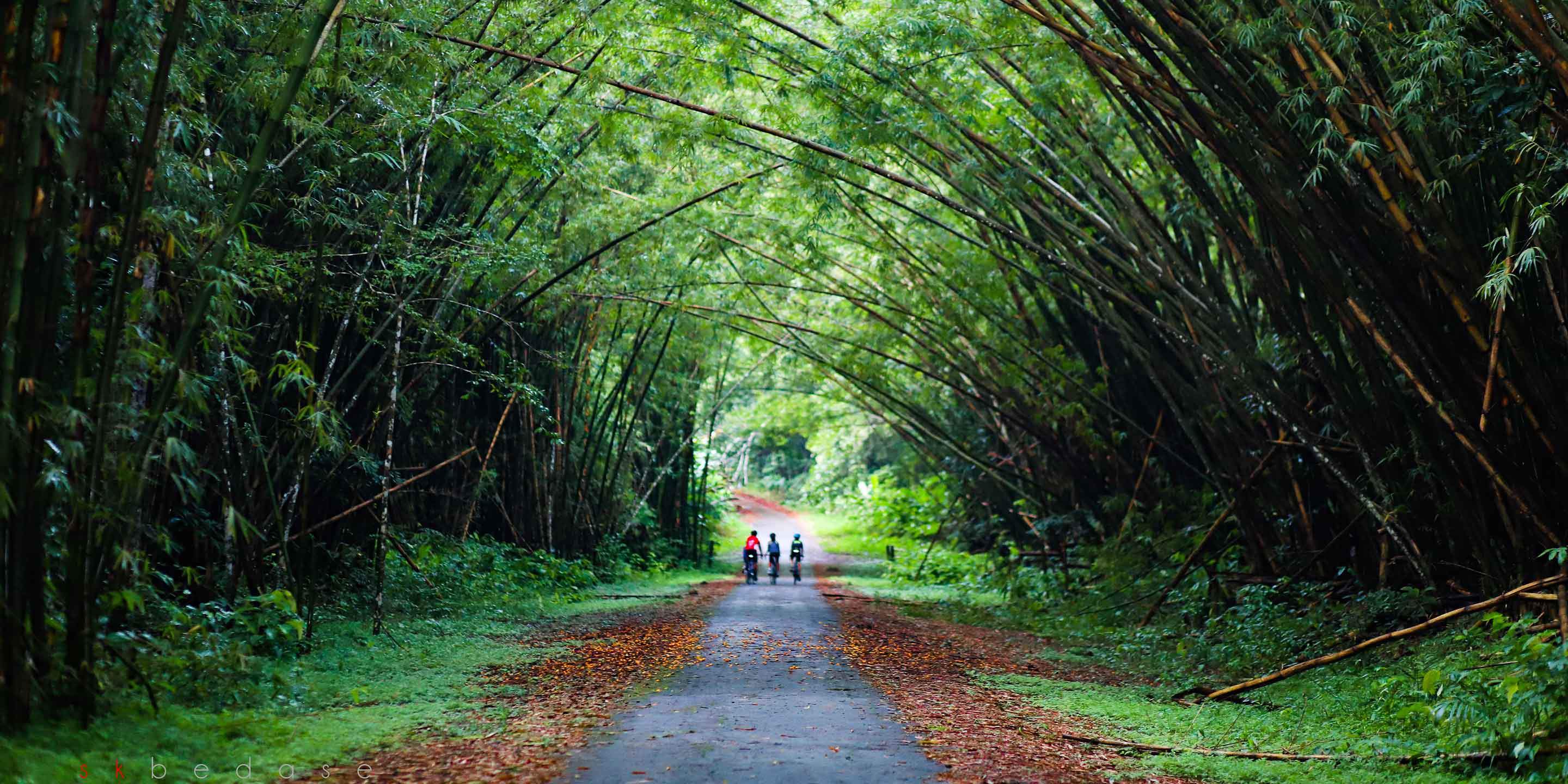 8 mind-blowing uses for Bamboo