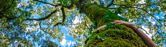 Internationaler Tag der Wälder - Unsere Verbindung mit den Bäumen