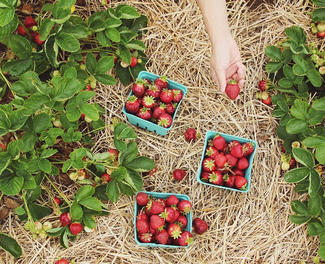 strawberries in a field