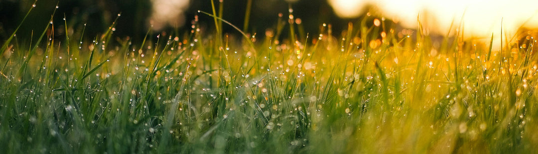 Meadow Grass Banner