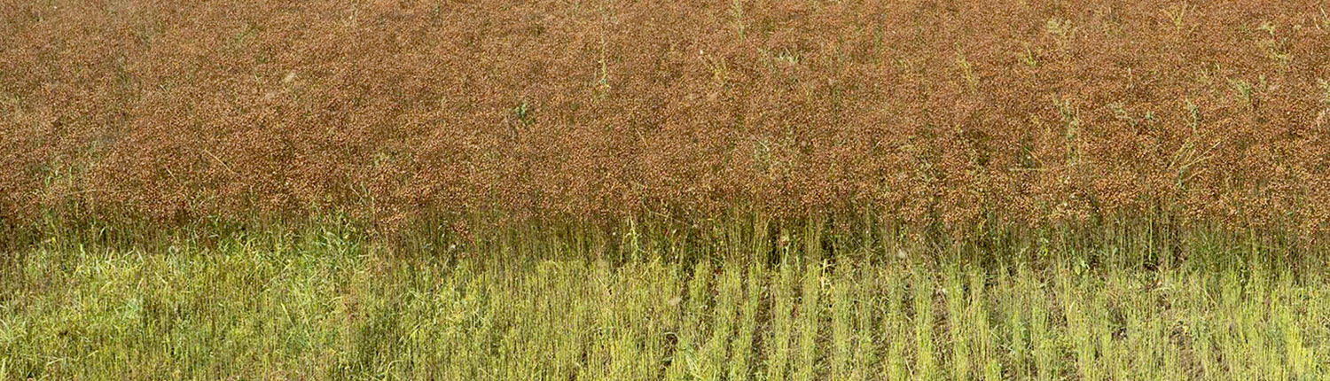 The Mobile Case Factory