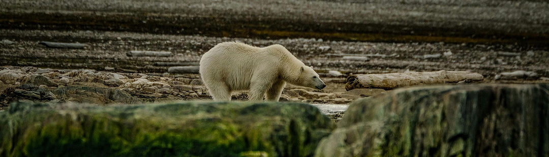 Global Warming Destroys the Habitat Polar Bears Need