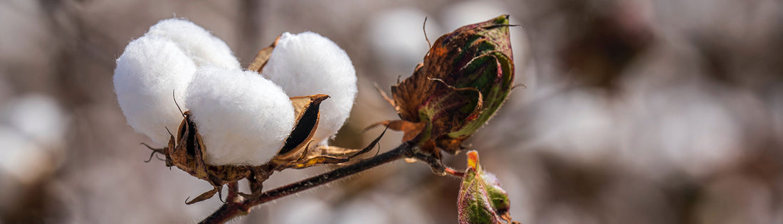 Regenerative Cotton: What Is It and Why Do We Need It?