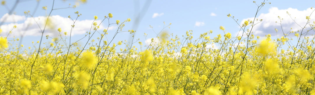 Spring Cleaning for Your Phone