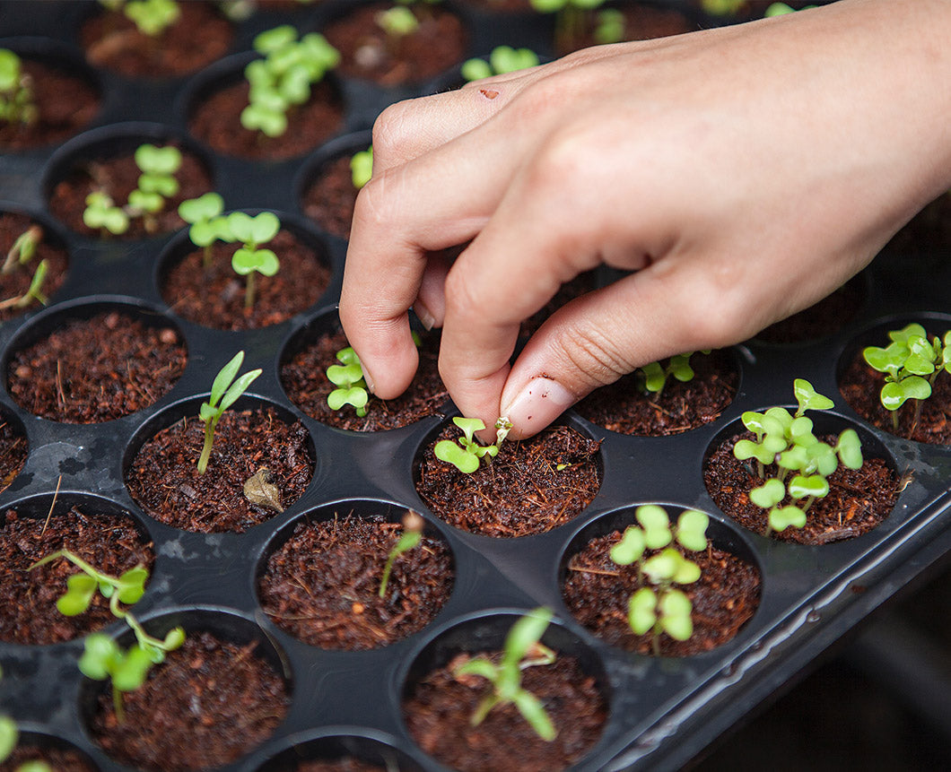 11 Sustainable Living Apps