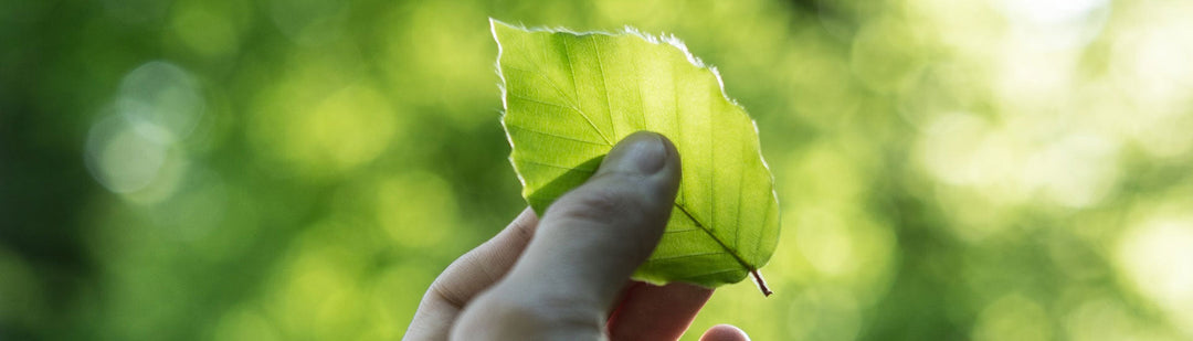Ten Sustainable Living Tips Banner