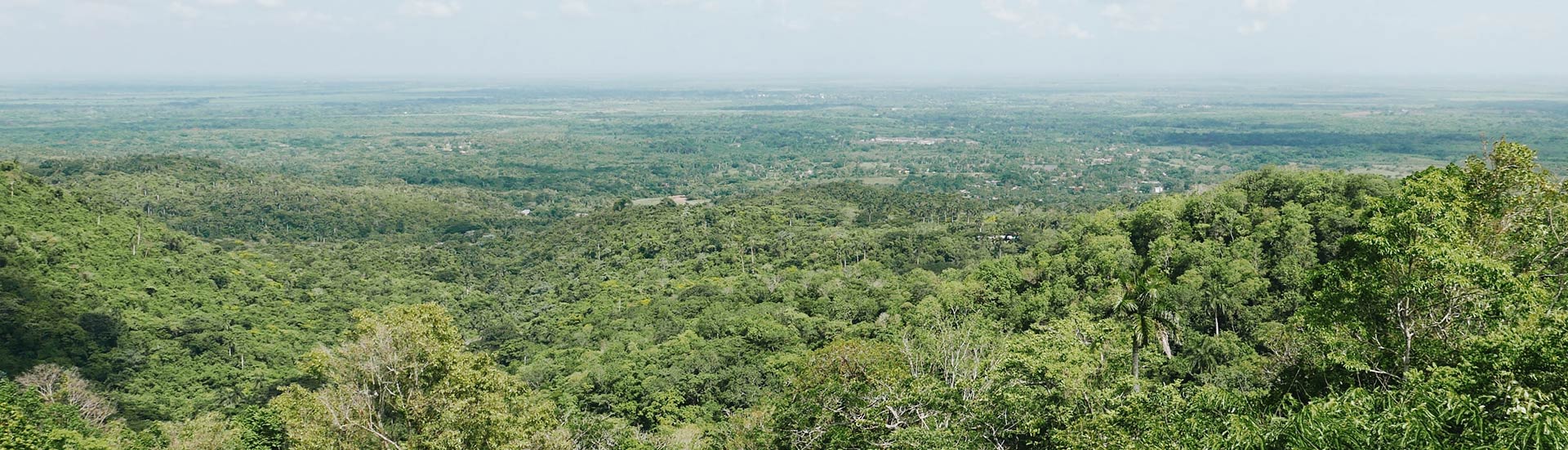 The bamboo products helping grow trees