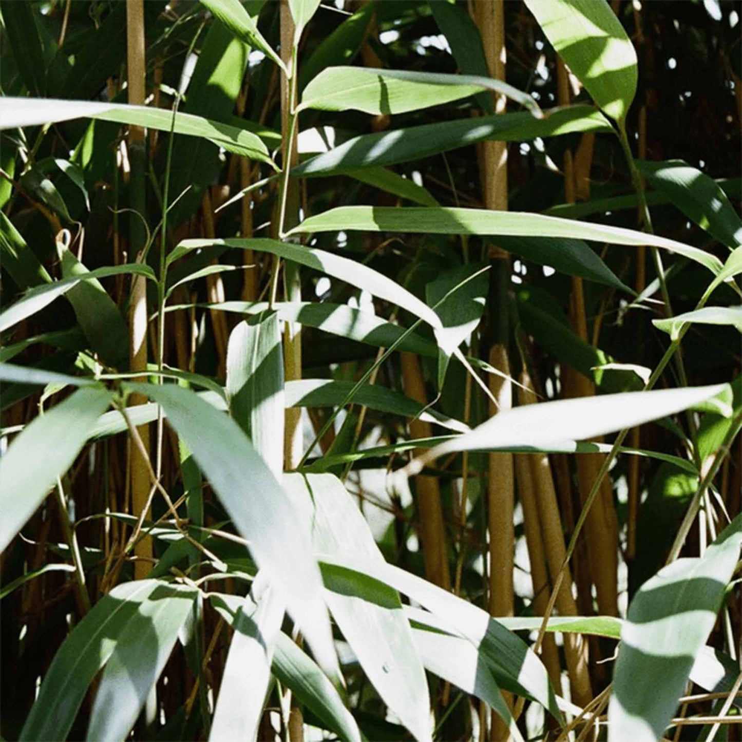 Wiederverwendbare Bambus-Gesichtstücher – Super weich │ By Earth To You